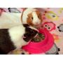 STAYbowl Tip-Proof Ergonomic Pet Bowl for Guinea Pig and Other Small Pets, 1/4-Cup Small Size, Fuchsia (Pink)