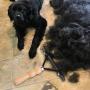 Ordermore Long Tooth Undercoat Dog Rake,Anti-Slip Wood Handle Grooming Rake,Steel Comb for Long Hair Pet