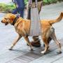 HNYG Dog Support Sling for Large Elderly Dogs UP to 120Lbs, Medical Dog Lift Sling with Adjustable Handles, C9 Dog Lifter for Dog Rear Legs, Soft Lining Dog Hip Sling, Portable
