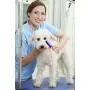 Hertzko Bristle Brush for Dogs and Cats with Long or Short Hair - Dense Bristles Remove Loose Hair, Dander, Dust, and Dirt from Your Pet’s Top Coat Hertzko Bristle Brush for Dogs and Cats with Long or Short Hair - Dense Bristles Remove Loose Hair, Dander, Dust, and Dirt from Your Pet’s Top Coat