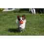 Jolly Pets Jumper, 4'', Orange, Large, Model Number: JTJJ04OR