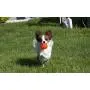Jolly Pets Jumper, 4'', Orange, Large, Model Number: JTJJ04OR Jolly Pets Jumper, 4'', Orange, Large, Model Number: JTJJ04OR