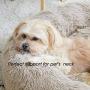 Calming Dog Bed & Cat Bed, Anti-Anxiety Donut Dog Cuddler Bed, Warming Cozy Soft Dog Round Bed, Fluffy Faux Fur Plush Dog Cat Cushion Bed for Small Medium Dogs and Cats (20''/24''/27'')