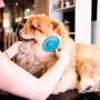 DTTO Dogs Brush & Cats Brush, Self Cleaning Pet Slicker Brush Professional Pet Grooming Brush for Small, Medium & Large Dogs and Cats, with Short to Long Hair,Blue
