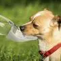 LumoLeaf Water Bottle for Dogs, Portable Dog Water Bottle, 20 Oz Pet Travel Water Bottle