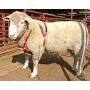 MATINGMARK Deluxe Breeding Harness for Sheep & Goats by Rurtec, Made in NZ - Extra Large Size (Crayon Sold Separately)