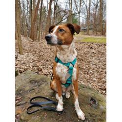 PACKT - Endeavor All-Terrain Dog Harness - Waterproof, Stinkproof, American Made