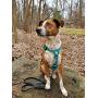 PACKT - Endeavor All-Terrain Dog Harness - Waterproof, Stinkproof, American Made