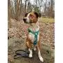 PACKT - Endeavor All-Terrain Dog Harness - Waterproof, Stinkproof, American Made PACKT - Endeavor All-Terrain Dog Harness - Waterproof, Stinkproof, American Made