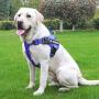 No Pull Dog Harness with Reflective Straps Adjustable Service Dogs Vest with Nylon Handle Easy Control in Training Pet Halters with Hook Oxford Fabric for Small Medium Large Dogs