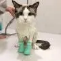 XERGUR Cat Anti-Scratch Boots, Silicone Cat Shoes Boots Rubber Nail Cover Precaution Scratch Gloves Cat Paw Protector Pet Grooming Scratching Booties for Home Bath Shave Check Treatment XERGUR Cat Anti-Scratch Boots, Silicone Cat Shoes Boots Rubber Nail Cover Precaution Scratch Gloves Cat Paw Protector Pet Grooming Scratching Booties for Home Bath Shave Check Treatment