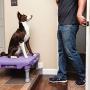Blue-9 Pet Products KLIMB Training Kit, Professionally Designed Dog Training Platform and Accessories