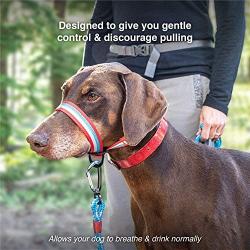 Kurgo Snout About Dog Head Halter | Headcollar for Dogs | No Pull Dog Training Collar | Dog Training Tool | Gentle Control while Walking | Reflective Trim | Coastal Blue & Raspberry Purple | 3 sizes