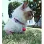Dog Pet Rope Collar Harness and Leash, Adjustable Pet Harness for Kitten and Small Dogs Lightweight Dog Pet Rope Collar Harness and Leash, Adjustable Pet Harness for Kitten and Small Dogs Lightweight