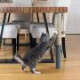 Primetime Petz Hauspanther Scratch Pole Deluxe - Adjustable Under-Table Cat Scratcher