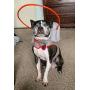 Muffin’s Halo Blind Dog Harness Guide Device – Help for Blind Dogs to Avoid Accidents & Build Confidence – Ideal Blind Dog Accessory to Navigate Surroundings. (M, Gray)