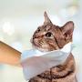 Simple Solution Pet Grooming Wipes | Pet Bathing Mitt | Grooming Glove - 7 Pack