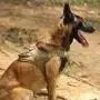 EXCELLENT ELITE SPANKER Tactical Dog Harness Training Military Patrol K9 Dog Vest Adjustable Nylon Military Dog Harness with Handle EXCELLENT ELITE SPANKER Tactical Dog Harness Training Military Patrol K9 Dog Vest Adjustable Nylon Military Dog Harness with Handle