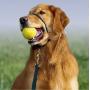 PetSafe Gentle Leader Headcollar, No-Pull Dog Collar – Perfect for Leash & Harness Training – Stops Pets from Pulling and Choking on Walks – Works with Small, Medium and Large Dogs