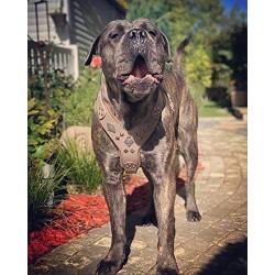 Bestia Aztec Grey Big Dogs Leather Chest Plate Harness