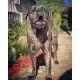 Bestia Aztec Grey Big Dogs Leather Chest Plate Harness Bestia Aztec Grey Big Dogs Leather Chest Plate Harness