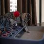 JEMPET Cheerble Cat Scratcher Cardboard Scratching Post with Ball for Cat Kitten Pet Ball Toy Corrugated Durable Texture Design (Grey)
