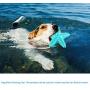 Webliew Pet Dog Toy Starfish，Squeaky Dog Toothbrush Pets Outdoor Interactive Training Puzzle Dog Toys,Suitable for Small Pet Dogs, Large Pet Dogs