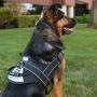 Friends Forever No Pull Dog Harness Large Breed - Harnesses for Large Dogs, Black Dog Vest with Handle & 3M Reflective Material for Extra Control and Safety