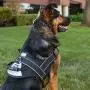 Friends Forever No Pull Dog Harness Large Breed - Harnesses for Large Dogs, Black Dog Vest with Handle & 3M Reflective Material for Extra Control and Safety Friends Forever No Pull Dog Harness Large Breed - Harnesses for Large Dogs, Black Dog Vest with Handle & 3M Reflective Material for Extra Control and Safety