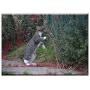 Triple Blank Wall Plate Cover - Cat Cat Baby Kitten Domestic Cat Young Cats Autumn