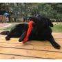 PEKUO Dog Toy for Aggressive Chewers, Durable Dog Toy for Changing Teeth for Energetic Dogs Medium Large Dogs