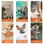 AINOLWAY Silicone Anti-Scratch Cat Shoes Boots Rubber Precaution Scratch Gloves Cat Paw Protector Nail Cover Pet Grooming Scratching Booties for Bathing Checking Treatment Shaving AINOLWAY Silicone Anti-Scratch Cat Shoes Boots Rubber Precaution Scratch Gloves Cat Paw Protector Nail Cover Pet Grooming Scratching Booties for Bathing Checking Treatment Shaving