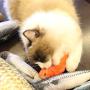 Krimo Catnip Toys Stuffed Simulation Fish Pet Cat Toy Pets Pillow Chew Supplies for Cat Kitten Kitty, 5 Pcs