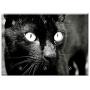 Triple Blank Wall Plate Cover - Cat Black Cat Feline Animals Animal Kitten Pet