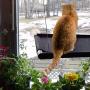 VWMYQ Cat Hammock Cat Window Perch Cat Window Seat Bed Removable Pet Resting Seat Safety Cat Bed Suction Cups withWall Corner and Three Little mice