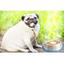Mr. Peanuts Stainless Steel Interactive Slow Feed Dog Bowl with a Newly Improved Bonded Silicone Base, Fun Healthy Bloat Stop Feeder