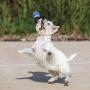 Hero Action, Large Solid Tennis Ball Dog Toy, Floating Fetch Ball
