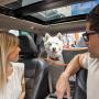 PEPPERTREE PETS Dog Car Seat Cover for Cars Dog Seat Cover for Back Seat Heavy Duty Scratch Proof Nonslip Waterproof Car Seat Protector Airflow Mesh Window 2 Pockets Back Seat Covers for Cars SUVs