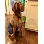 Mozzie Pants Dog Suspenders, Dog Diapers and Belly Bands.