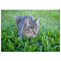 Triple Blank Wall Plate Cover - Cat Grass Cuteness Cute Pet Feline Feline Look