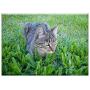 Triple Blank Wall Plate Cover - Cat Grass Cuteness Cute Pet Feline Feline Look
