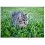 Triple Blank Wall Plate Cover - Cat Grass Cuteness Cute Pet Feline Feline Look Triple Blank Wall Plate Cover - Cat Grass Cuteness Cute Pet Feline Feline Look
