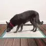 Simple Solution Puppy Training Pads Simple Solution Puppy Training Pads