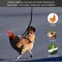 3 Pieces Adjustable Chicken Harness with Leash and Matching Belt, Comfortable Hen Pet Vest Breathable Chicken Training Harness for Chicken, Duck or Goose Training Walking