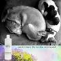 Spina Organics, 100% Natural deodorizing, DEEP CLEANSING Organic dog and cat Shampoo, brightens coats, soothes itchy, dry and sensitive skin with healing Aloe Vera 17oz, Made in the USA