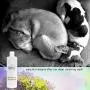 Spina Organics, 100% Natural deodorizing, DEEP CLEANSING Organic dog and cat Shampoo, brightens coats, soothes itchy, dry and sensitive skin with healing Aloe Vera 17oz, Made in the USA Spina Organics, 100% Natural deodorizing, DEEP CLEANSING Organic dog and cat Shampoo, brightens coats, soothes itchy, dry and sensitive skin with healing Aloe Vera 17oz, Made in the USA