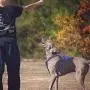 Bolux No Pull Dog Harness, Adjustable Pet Reflective Oxford Soft Vest Harness with Leash Clips for Small Medium Large Dogs, Pet No-Choke Halters with Nylon Handle Bolux No Pull Dog Harness, Adjustable Pet Reflective Oxford Soft Vest Harness with Leash Clips for Small Medium Large Dogs, Pet No-Choke Halters with Nylon Handle