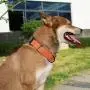 KOOWIN Slip Martingale Dog Collar & Dog Harness, Dog Leash with Reflective Strip, Orange/Grey