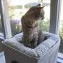 Kitty City Large Stackable Tan Cat Condo, Cat Cube, Cat House, Pop Up Bed, Cat Ottoman