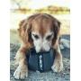 Klymit Travel Dog Bowl (60oz) Durable Material Great for Camping, Hiking, and Backpacking